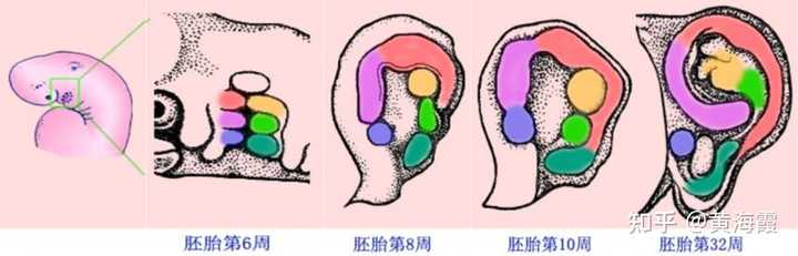 孕期——耳朵结构发育是怎样形成呢? - 知乎
