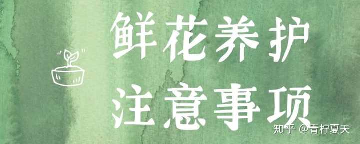 怎样延长鲜花的保鲜期 知乎 怎样延长鲜花的保鲜期 知乎