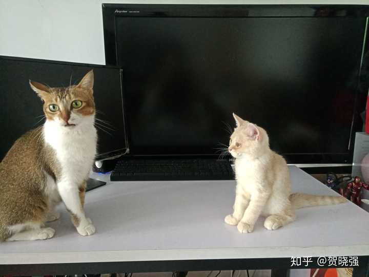 喜欢养猫的独身男人是怎样的人? - 知乎