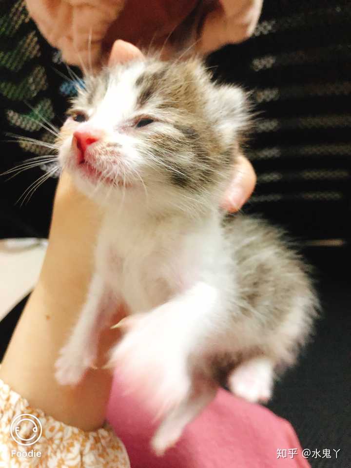 把一只刚出生的小奶猫一直养大是什么感觉 知乎 把一只刚出生的小奶猫一直养大是什么感觉 知乎