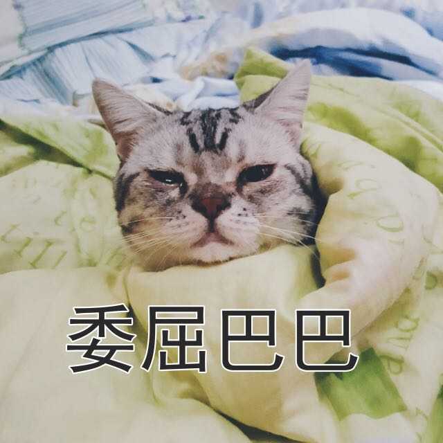 如何做一个好的猫爸爸 如何及时发现猫咪生病了 知乎