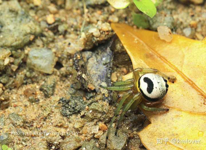 白色蜘蛛 家里白色的小蜘蛛叫啥 白色蜘蛛有什么寓意