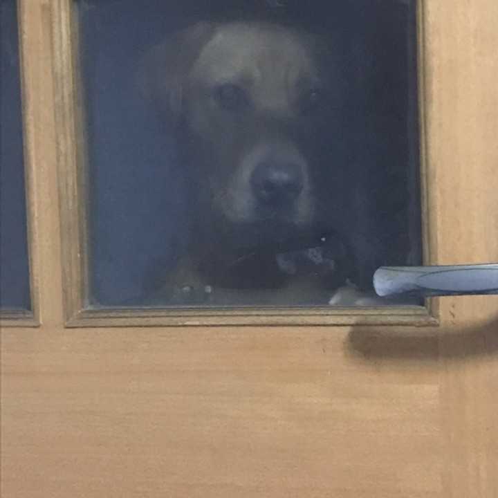 把拉布拉多从小养到大是怎样一种体验 知乎