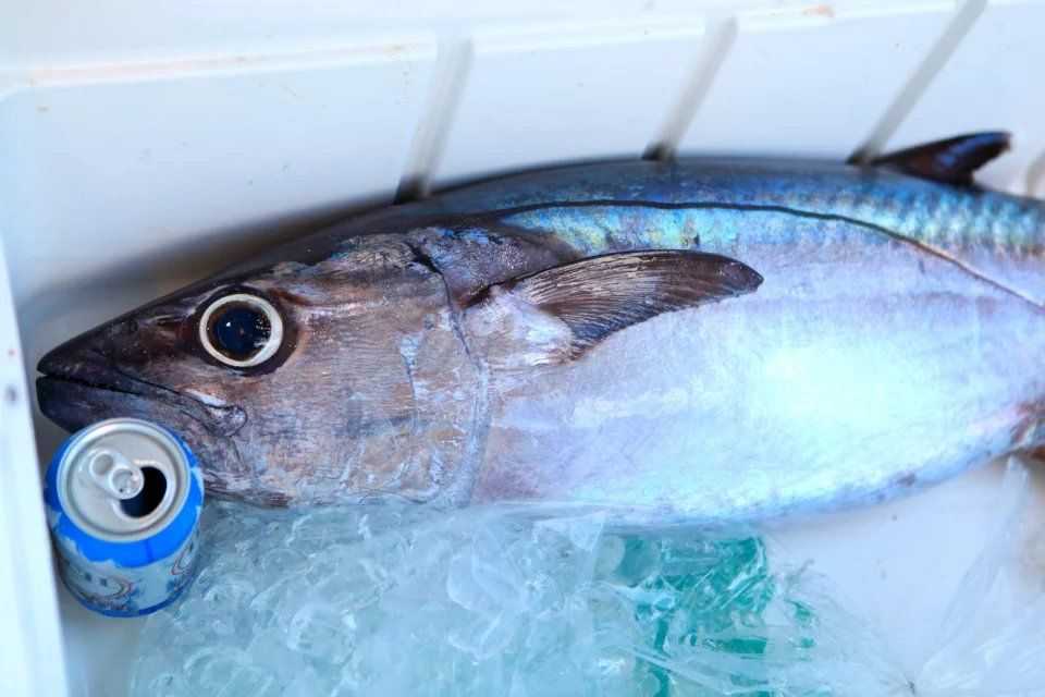 哪一种类的鱼最好吃?都有什么样的做法?