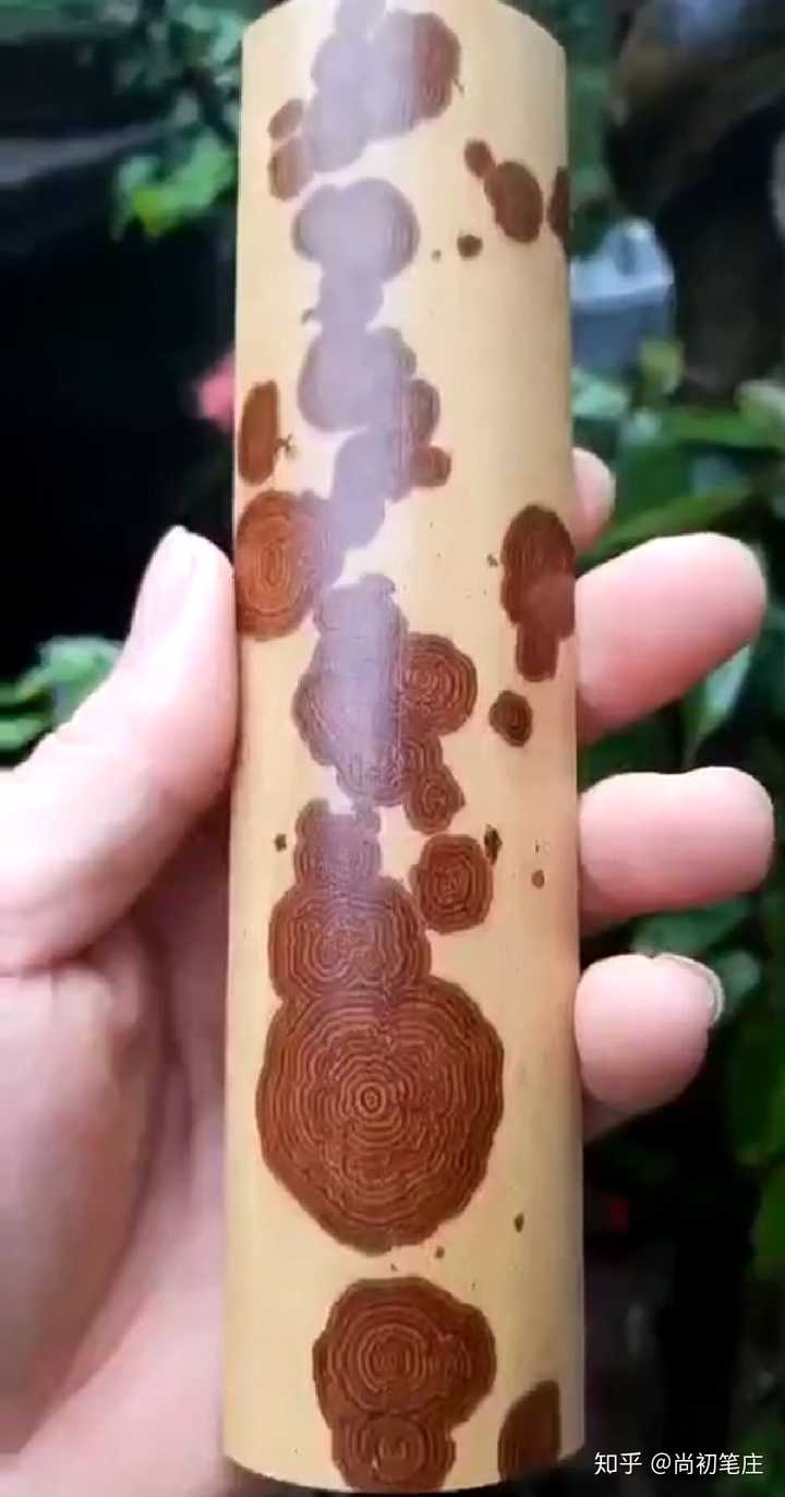 求科普红湘妃,梅鹿竹,梅妃等斑竹的特点及其区别? - 知乎