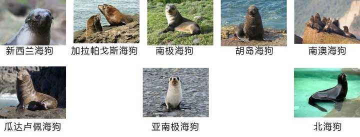 怎么区分海狮、海狗、海豹? - 知乎