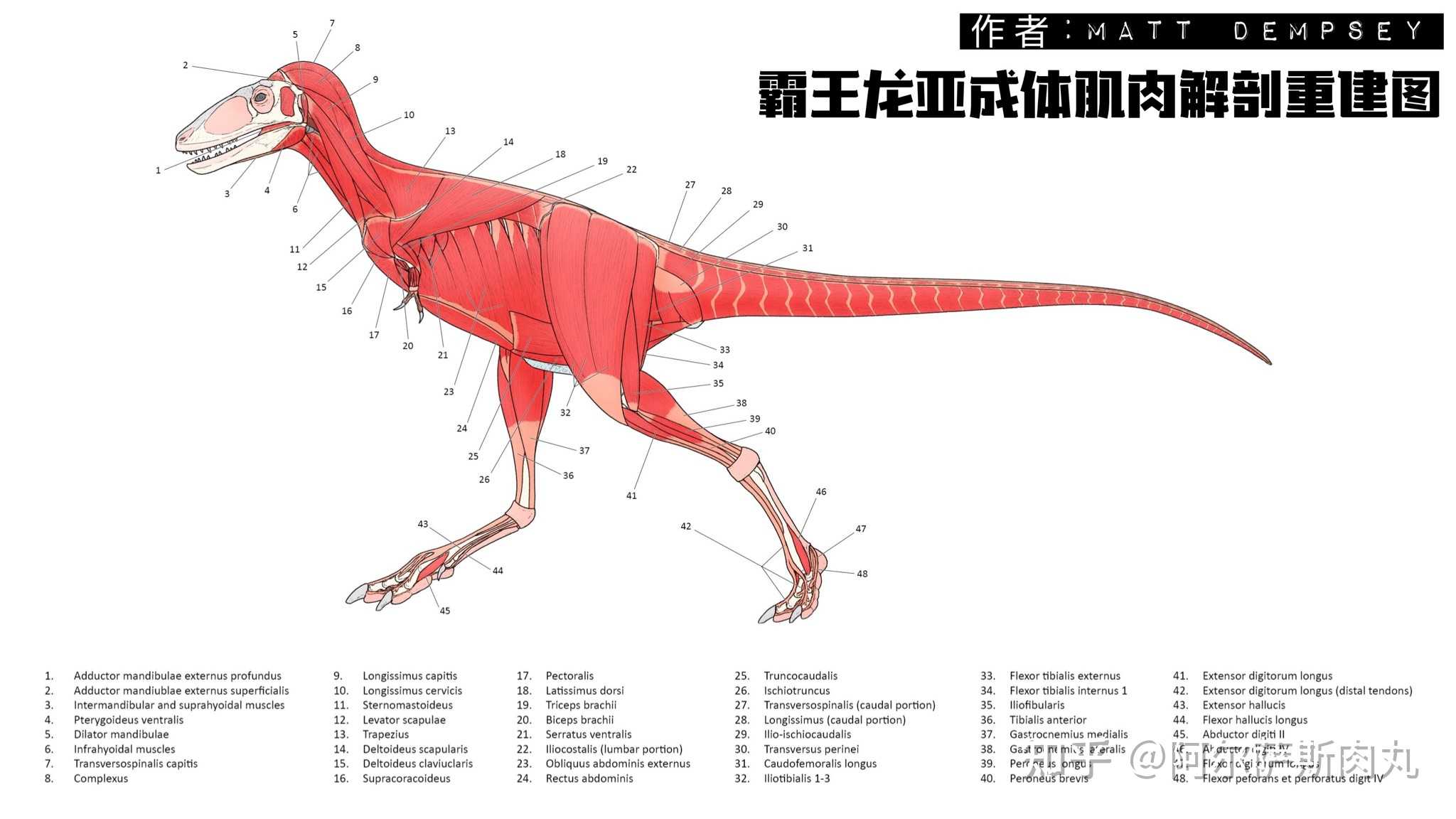 小时候吃小动物亚成年吃埃德蒙登龙成年吃三角龙还有机会碰瓷阿拉莫龙