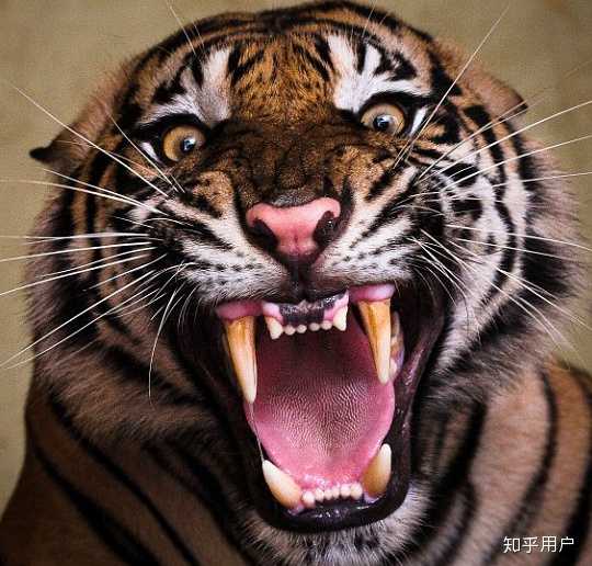 mma 高手能徒手杀死猛虎吗?