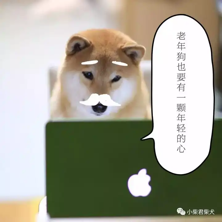 请问饲养柴犬有些什么注意事项 知乎