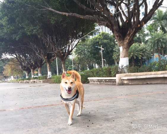 养一只广西土猎的过程与感受 Merlin 的回答 知乎 养一只广西土猎的过程与感受 Merlin 的回答 知乎