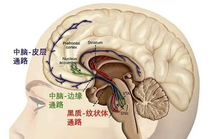 快乐真的是因为大脑分泌多巴胺吗? - 知乎