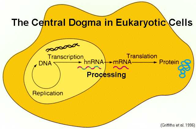 mun.ca/biology/scarr/fig13-02_eukaryotic.html