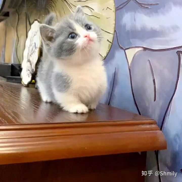 知乎里养曼基康矮脚猫的人多吗