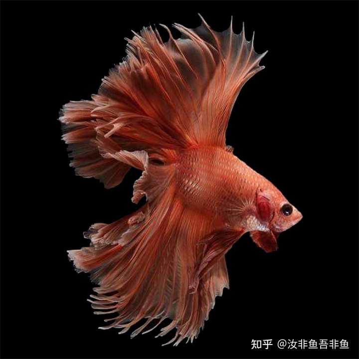 雨水能养鱼吗 养鱼用什么水养最好 养孔雀鱼的鱼缸图片 雨水能养鱼吗 养鱼用什么水养最好 养孔雀鱼的鱼缸图片