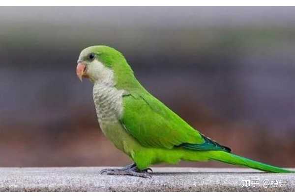 第三种是小太阳鹦鹉,小太阳鹦鹉体型与和尚鹦鹉差不多大小.