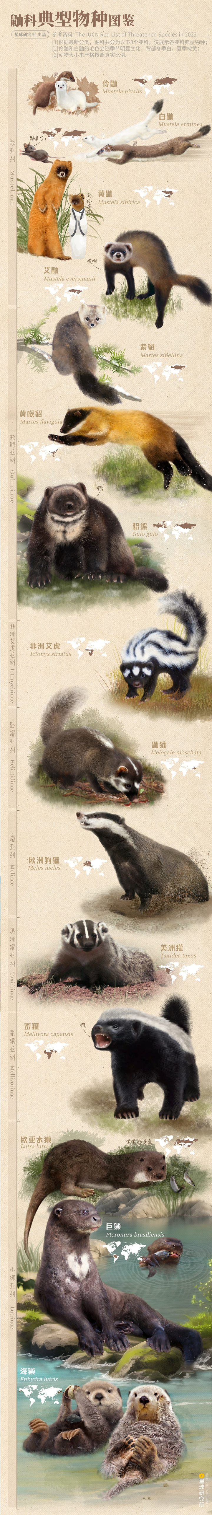 黄鼠狼、海獭、貂为什么都属于鼬科,它们有什么共同点? - 知乎