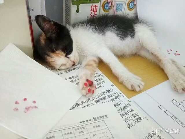 养了很久的猫 突然一天走出门就再也没回来过 你是什么心情 知乎