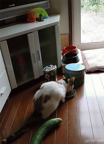 猫为什么怕黄瓜，猫怕黄瓜是错误认识(猫对颜色敏感)