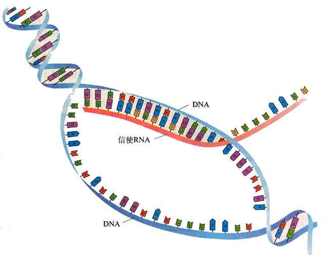 什么是 dna 甲基化?