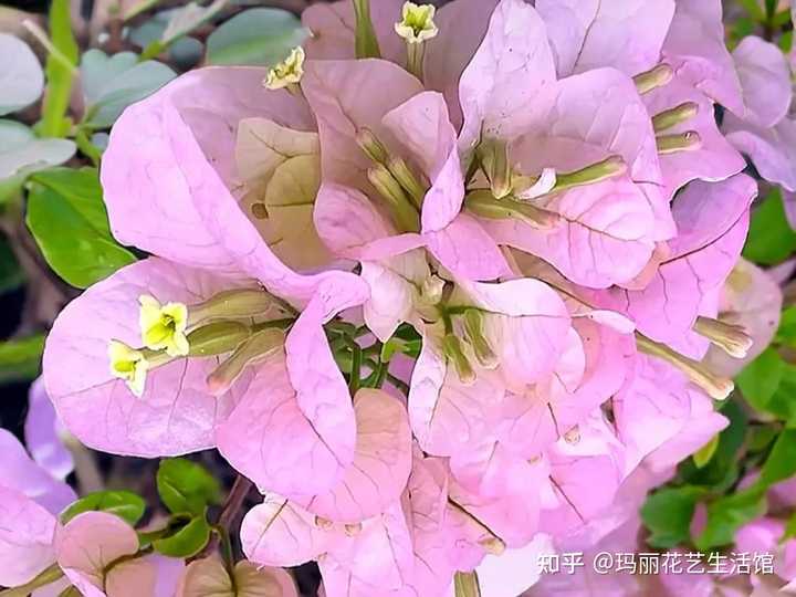 伊娃系苹果花三角梅勤花吗? - 知乎