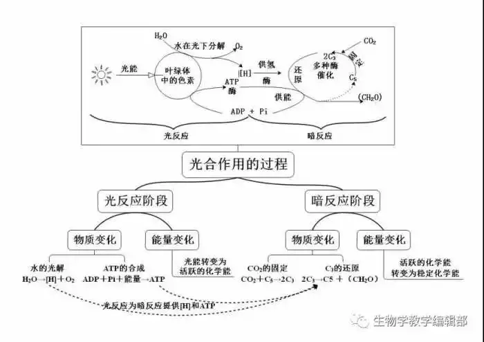 光合作用全过程? - 知乎