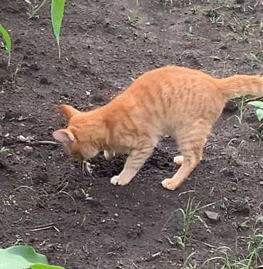猫科动物为什么会搓脚