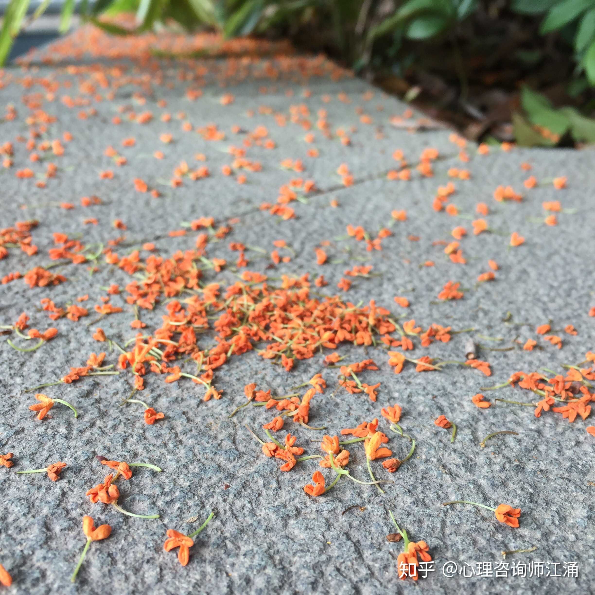 落花的日子总是带着悲伤