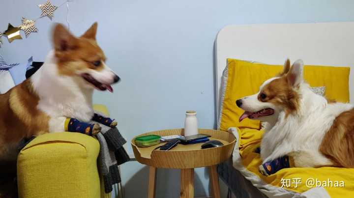 新手如何养柯基 知乎