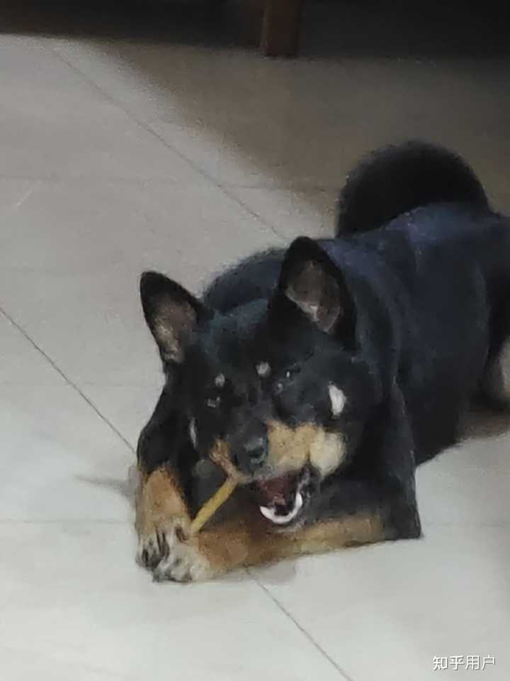 想看铁包金（俗称四眼）毛色的中华田园犬，大家可以发我看看吗？ - 知乎