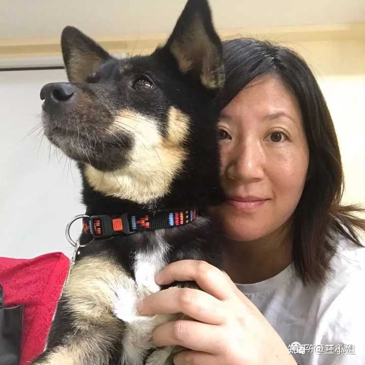 把狗送到宠物学校训练有必要吗 知乎 把狗送到宠物学校训练有必要吗 知乎