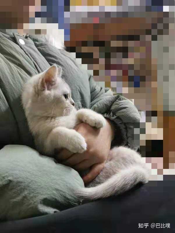 1万元左右有可能买到漂亮甜美的布偶猫吗 知乎 1万元左右有可能买到漂亮甜美的布偶猫吗 知乎