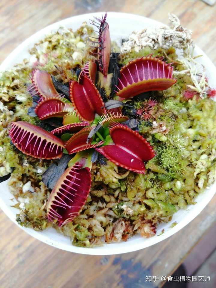 如何养好捕蝇草,这种夹子可以长多大(下面如图所示)种类?