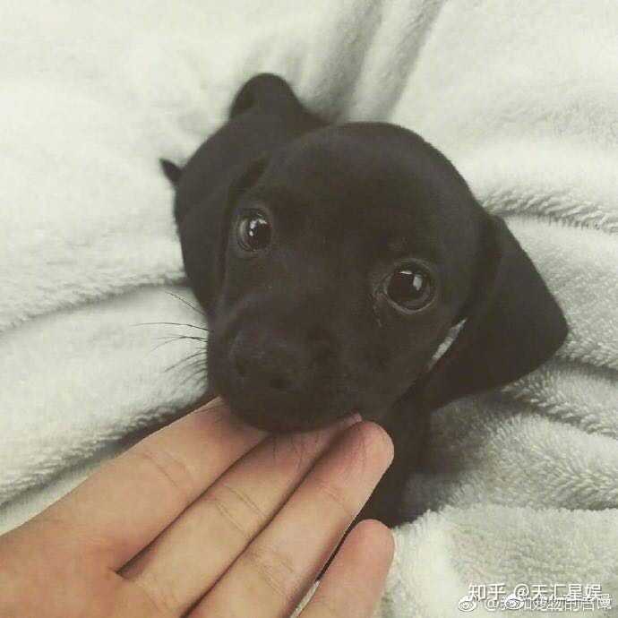 这么萌的捧头杀,你被萌到了没