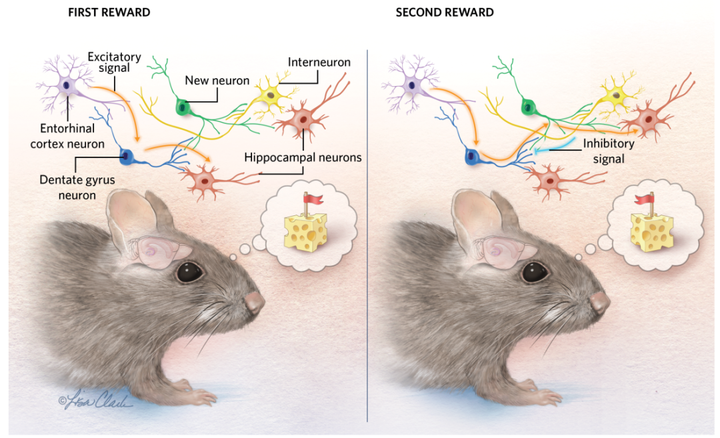 海马体的作用都有什么