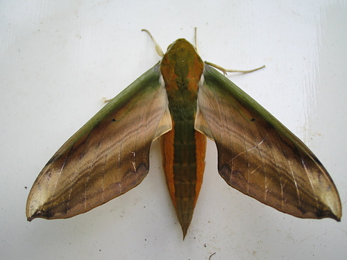 比如绿背斜纹天蛾