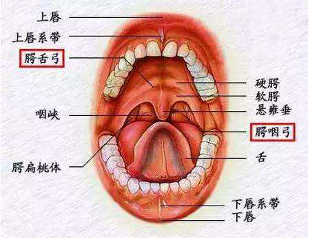 腭扁桃体图片