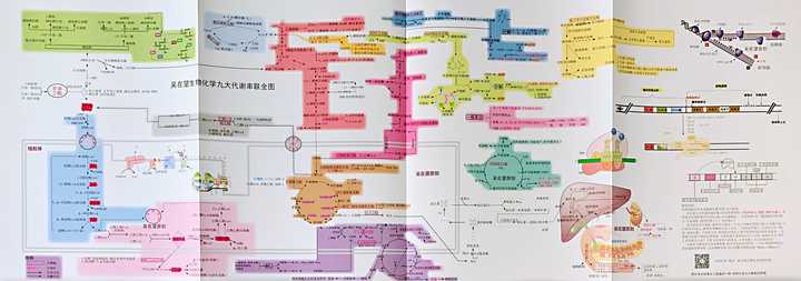 生化代谢总图怎么画? - 知乎