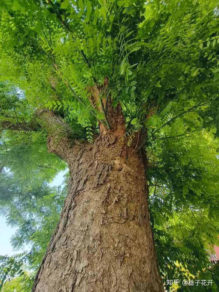 槐树在古代文化中具有吉祥平安、健康长寿的寓意，常被用作观赏和荫蔽的树木。描写“槐树”的古诗词有哪些？ - 知乎