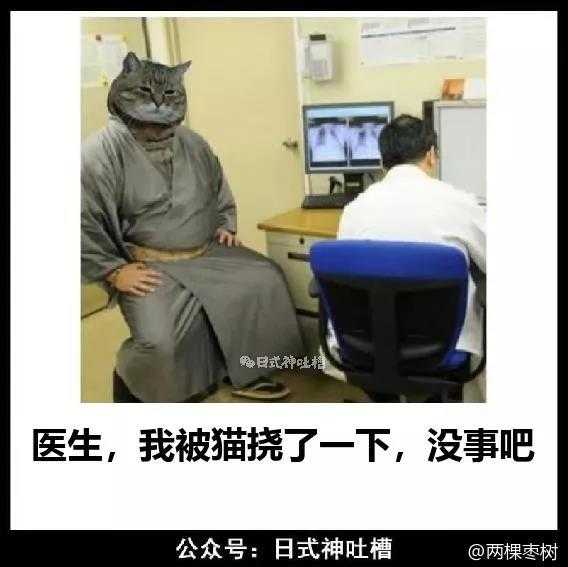 猫可以傻到什么程度 知乎