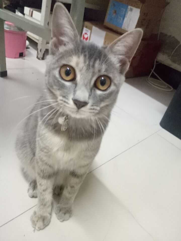 养一只灰色土猫 不是狸花猫 是一种什么样的体验 知乎