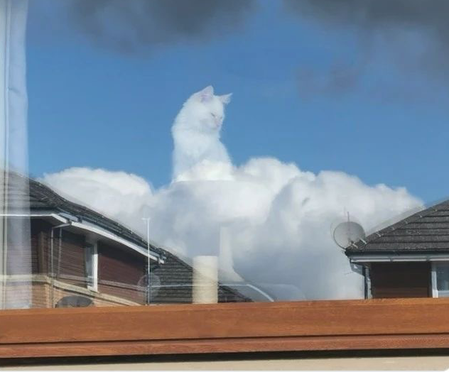 为什么大家都在说intp是猫？ - 知乎