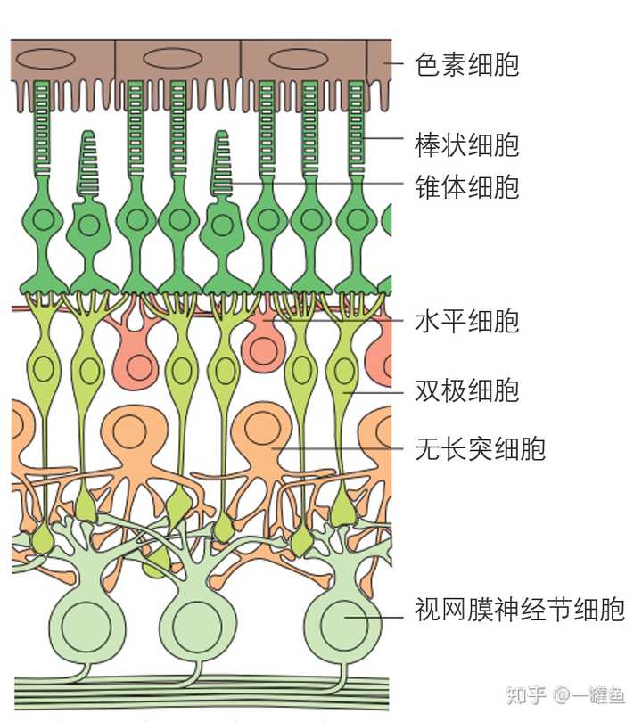 在視網膜處有多種和視覺相關細胞的存在,如棒狀細胞,錐體細胞,似澆