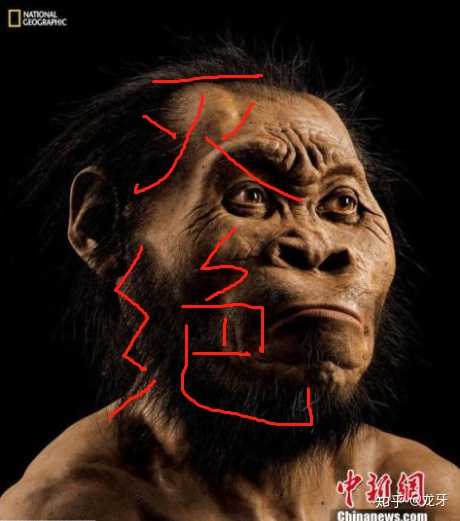 人属下面只有一个种,现代智人种.别的呢?灭绝了.