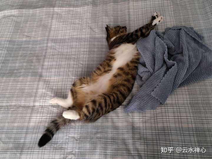 我家猫一天天的就「四仰八叉」的躺着，是不是说明它生活很滋润？ - 知乎