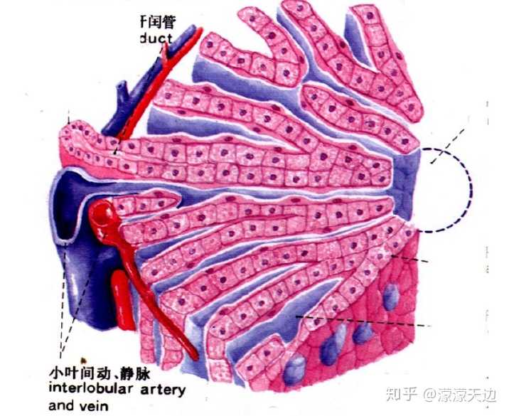 怎么理解肝细胞具有三种不同的界面? - 知乎