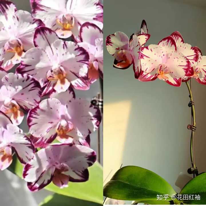 怎样才能让蝴蝶兰花梗长得高,开花多? - 知乎