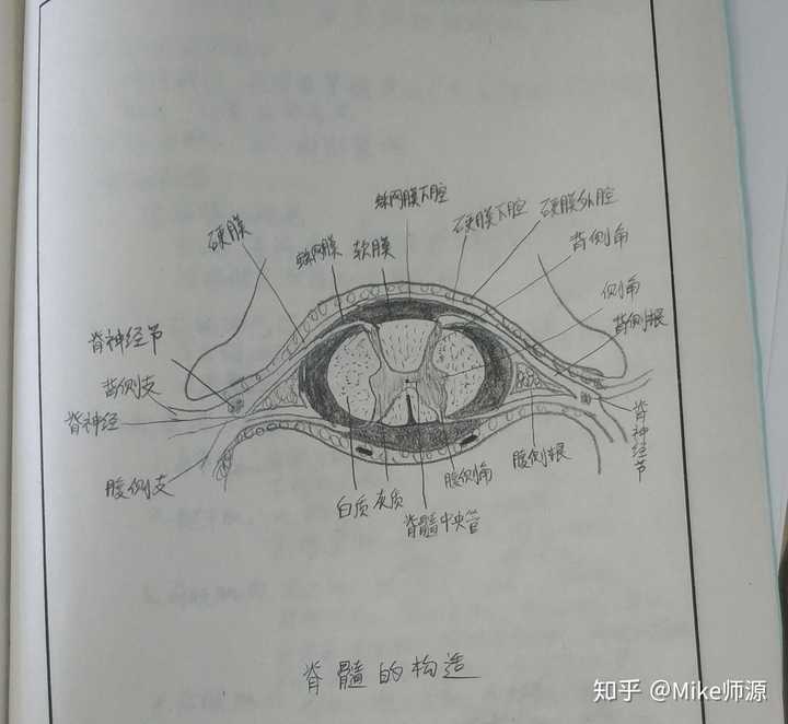 二更,添加實驗報告冊畫的解剖圖兩張