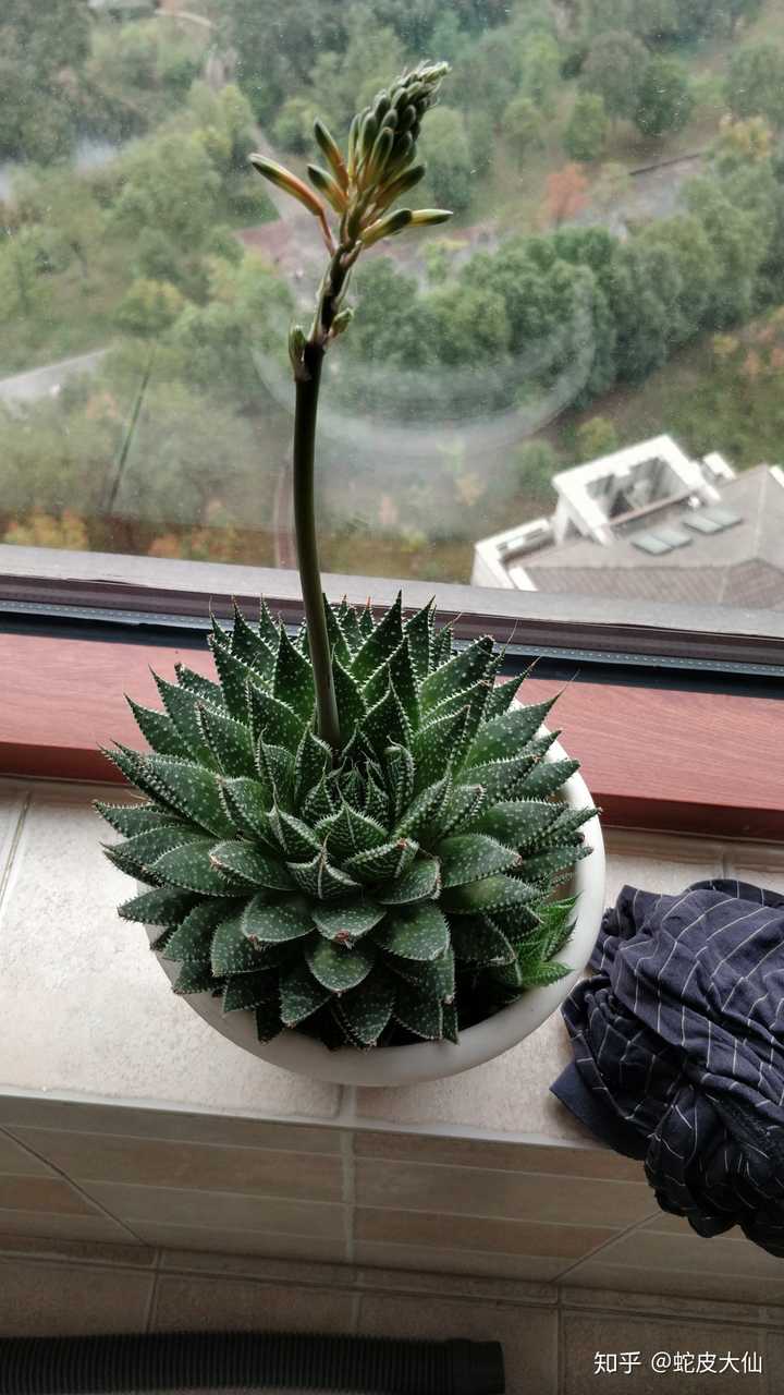 家里的十二卷开花了,还有一个小惊喜从旁边窜出来了,感觉这个小盆已经