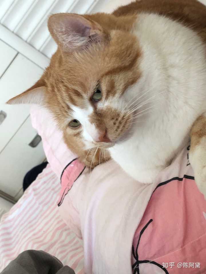 为什么现在网上好多胖胖的猫?