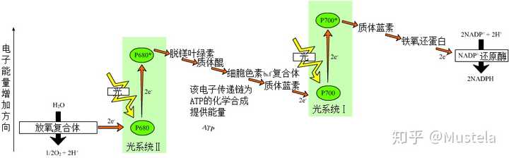 熱輻射能讓綠色植物進行光合作用嗎?